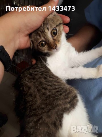 Търся изгубено коте (парично възнаграждение) , снимка 2 - Изгубени/намерени - 41785003