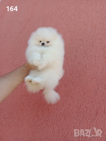 Чисто бял мъжки Померан. 