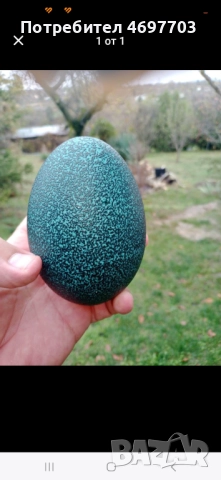 Яйца от ему 