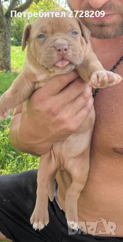 Американско Були Хл/American Bully XL , снимка 13 - Питбул - 55891222