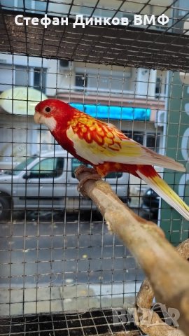 Двойка розели , снимка 2 - Папагали - 52556757