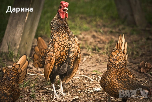 Яйца от декоративи кокошки златен Зибрайт, снимка 3 - Кокошки и пуйки - 53772446