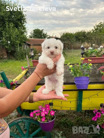 Болонки , снимка 3 - Болонка - 50991038