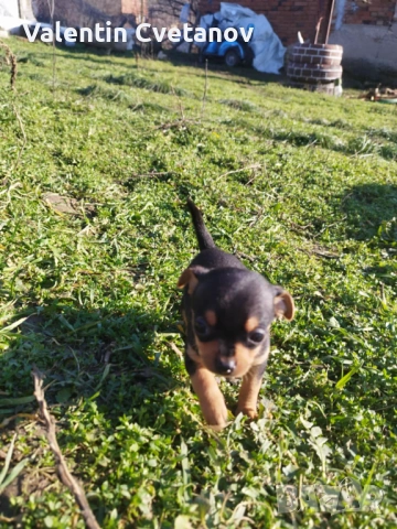  кученца , снимка 8 - Пинчер - 53499522