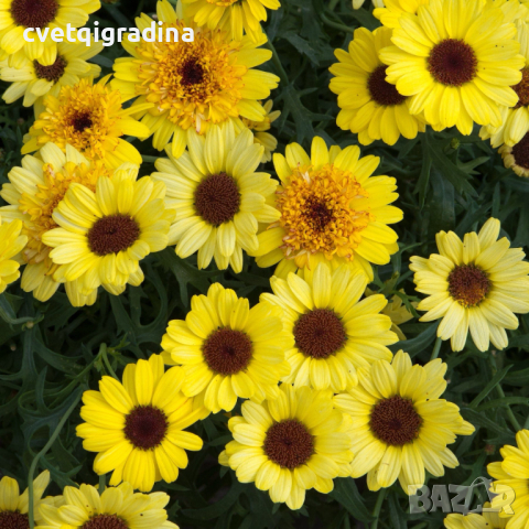 Argiranthemum Bright Yellow (Аргирантемум), снимка 1 - Градински цветя и растения - 44740240