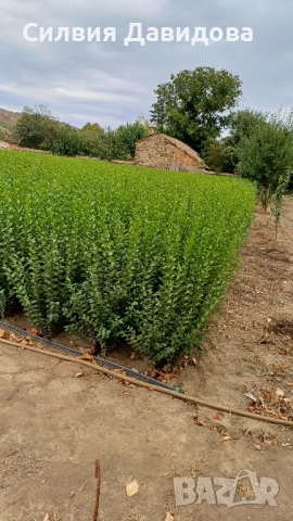 0.70 лв Лигуструм на корен, снимка 12 - Градински цветя и растения - 52023071