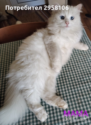 коте, бяло, сини очи, 5 мес., снимка 13 - Британска късокосместа - 52889766