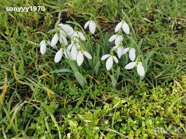 LOT КОКИЧЕТА ЗА МОМИЧЕТА 0902261847, снимка 15 - Градински цветя и растения - 53417887