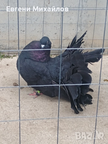 Фенерлии, снимка 5 - Гълъби - 52295955