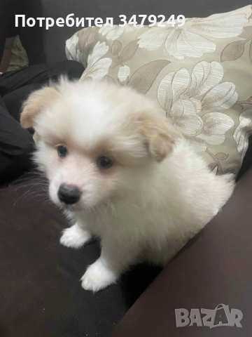 мъжко кученце померан, снимка 3 - Померан - 52681996