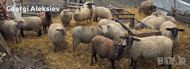 Овце от месодайни породи, снимка 9 - Овце - 53749231