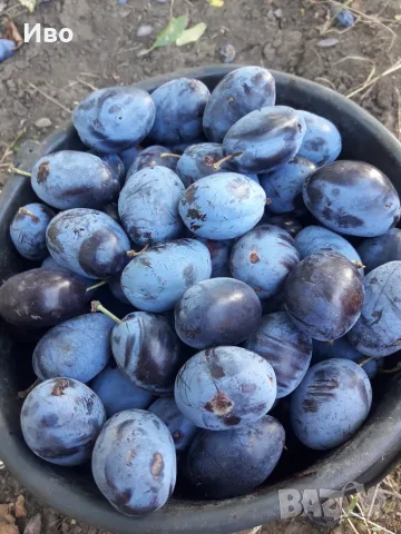 Сини сливи за ракия