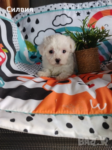 предлагам малтийска болонки , снимка 5 - Болонка - 52375877