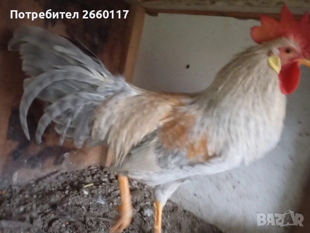 Италиански петел Легхорн