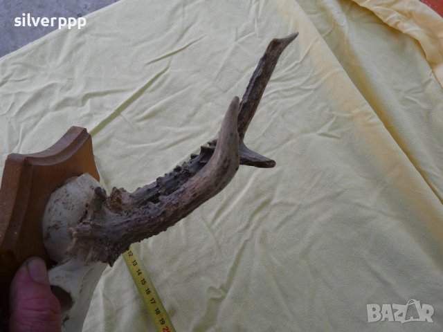  Стар немски сръндаков трофей - 18 , снимка 2 - Други ценни предмети - 42243646