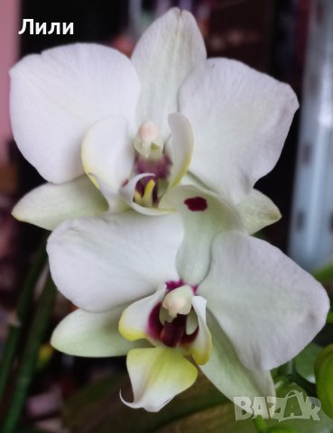 Орхидея фаленопсис Black eye, снимка 1