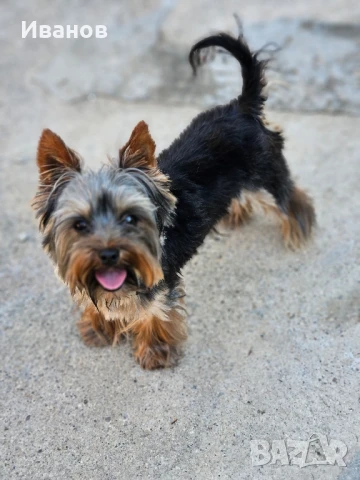 Йоркширски териер, снимка 1