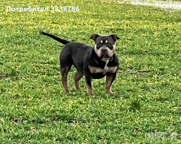 American bully, снимка 3 - Други - 53718371