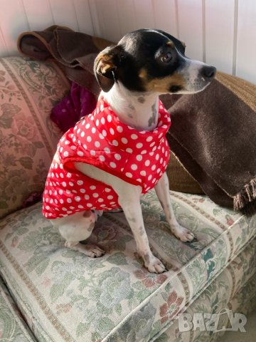 Зелено, синьо, червено и черно яке за куче. Грейка за куче. Якета за кучета. Кучешки дрехи. Елек, снимка 8 - За кучета - 34450648