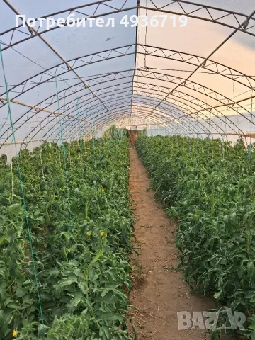 Продавам Оранжерии, снимка 3 - Оранжерии - 55904245