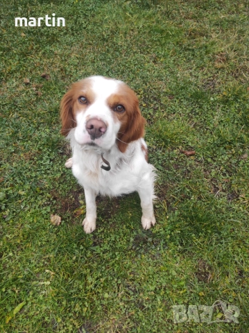 Подарявам Бретон Шпаньол 