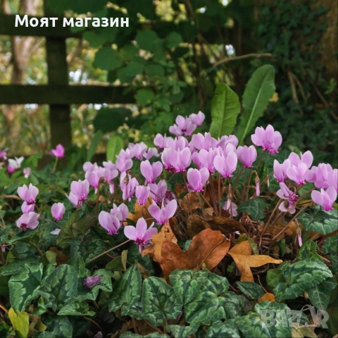 Горска ЦИКЛАМА, снимка 2 - Градински цветя и растения - 53645185