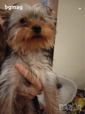 Йоркширски териер. Йорки., снимка 2 - Йоркширски териер - 52286346