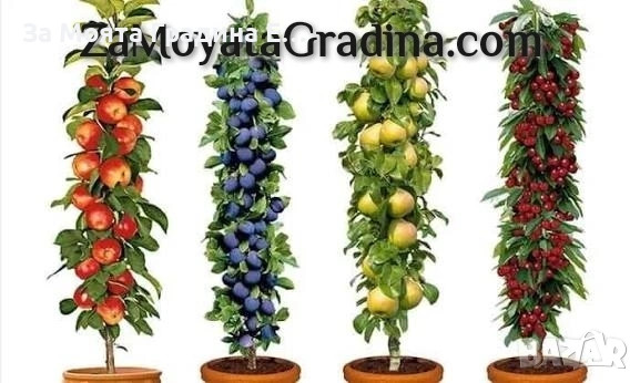 Мини дръвчета - Овошки