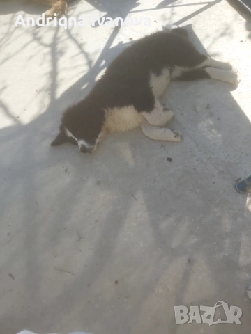Продавам каракачански кученца, снимка 7 - Каракачанска овчарка - 53825575
