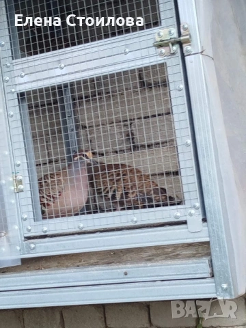 Гугутки и гълъби , снимка 16 - Гълъби - 53829038