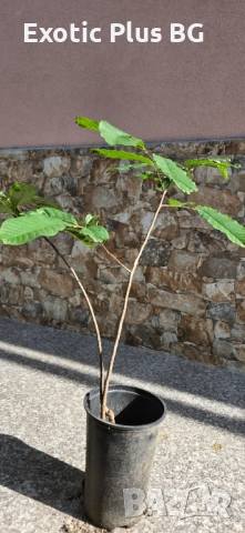 Асимина Трилоба 74см - Реални снимки , снимка 1