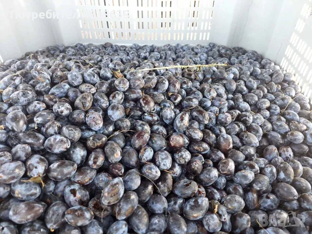 Сини сливи за ракия, снимка 2 - Казани за ракия - 56207906