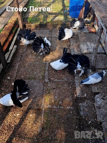 Продавам фенерлии бели с черни опашки, снимка 2 - Гълъби - 53851640