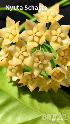 Hoya phyllura, снимка 1