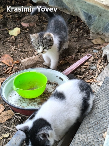 Подарявам две котета 