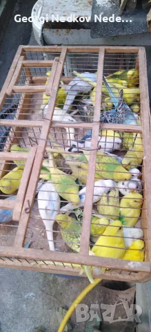 Продавам вълнисти 