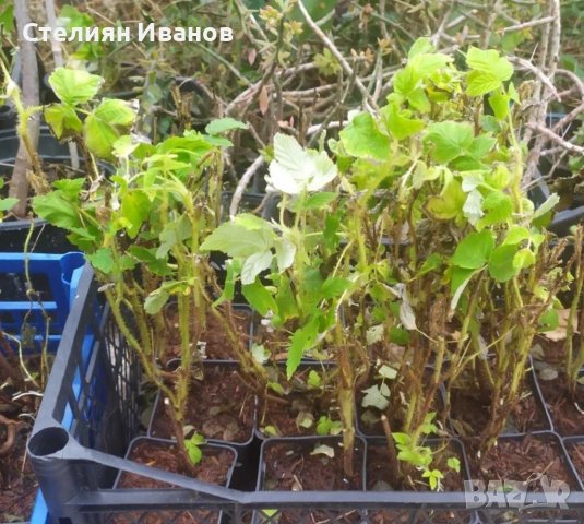 Розова малина (Willamette), снимка 7 - Градински цветя и растения - 52354334