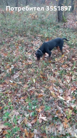 Продавам четири ловни гончета , снимка 4 - Гонче - 52538759