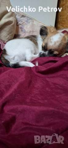 Симба си търси нов дом. , снимка 5 - Други - 52676998