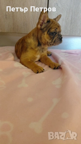 френски булдог -булдочета , снимка 17 - Френски булдог - 51929954