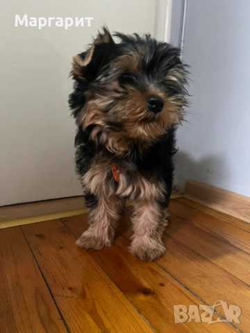 Йоркширски териер 