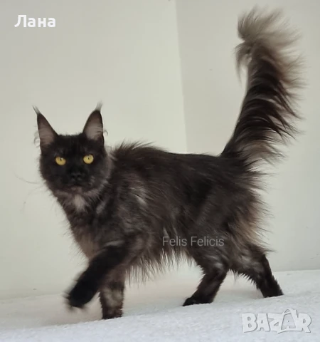Мейн кун Мейн Куун коте Maine Coon , снимка 4 - Мейн кун - 40421222