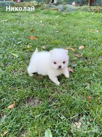 Померан мини момиче. Померанче