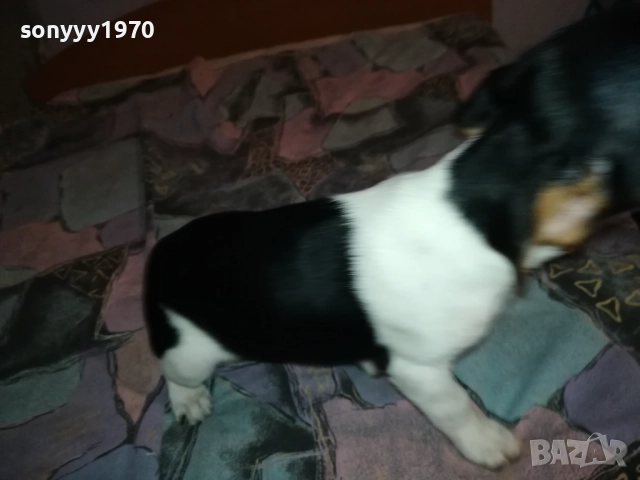 ДЖАК РЪСЕЛ-ЖЕНСКО НА 2 МЕСЕЦА 3110251531, снимка 6 - Джак ръсел териер - 52247345