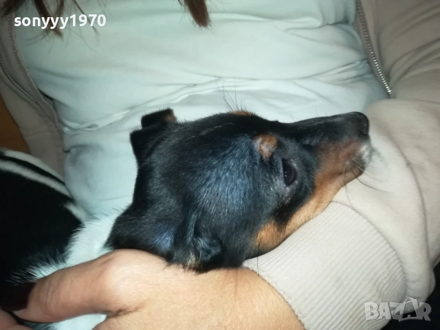 бебе джак-женско 2810251642, снимка 16 - Джак ръсел териер - 52213728