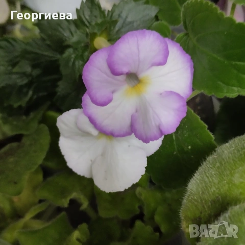 ризоми колерия и ахименес, снимка 12 - Стайни растения - 53291033