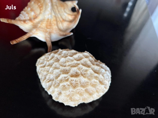 Сувенири морска ръковина