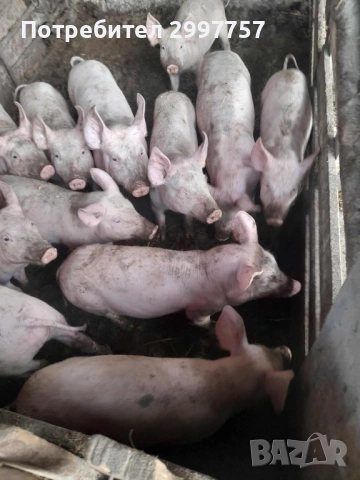 Прасе, снимка 3 - Прасета - 52424805