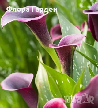 КАЛА, ГЛОКСИНИЯ - Грудки - ПРЕДВАРИТЕЛНИ ПОРЪЧКИ, снимка 3 - Градински цветя и растения - 53659916