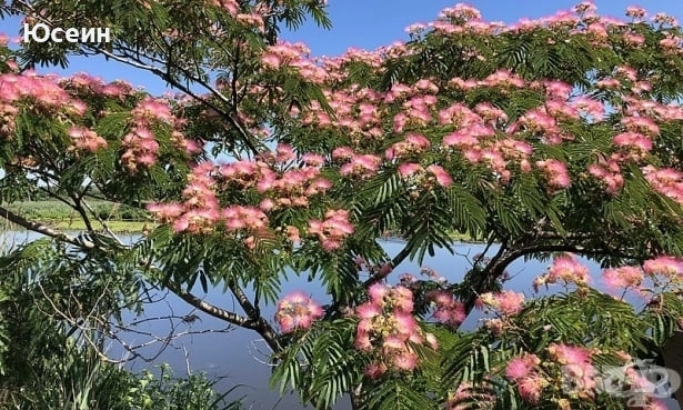 Фиданки от Албиция , снимка 12 - Градински цветя и растения - 51598315